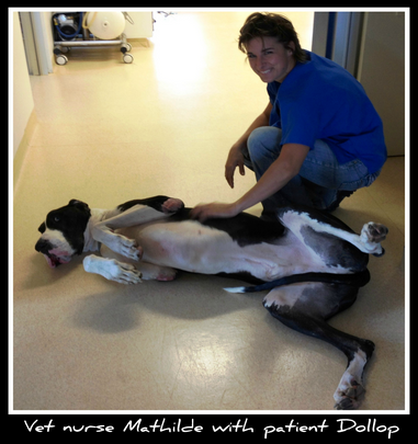 Howard Springs Veterinary Clinic - Vet Australia 3
