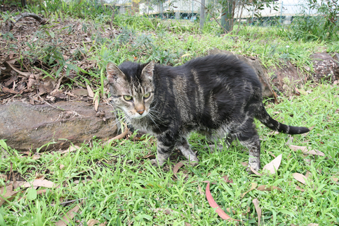 Kanwal Veterinary Hospital - Vet Australia 3