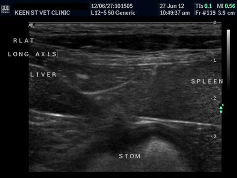 Keen Street Veterinary Clinic - Vet Australia 1