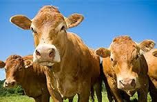 Keen Street Veterinary Clinic - Vet Australia 4