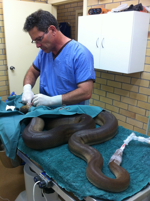 Lennox Head Vet Clinic - Vet Australia 2