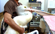Lennox Head Vet Clinic - thumb 3
