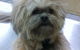 Lennox Head Vet Clinic - thumb 4