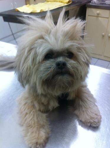 Lennox Head Vet Clinic - Vet Australia 4