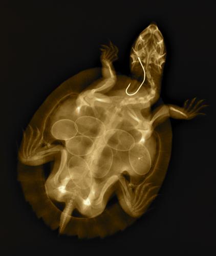 Lennox Head Vet Clinic - Vet Australia 5