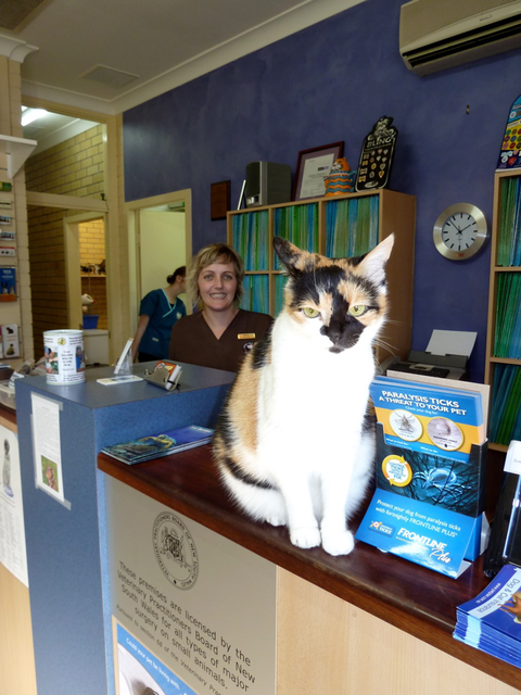 Lennox Head Vet Clinic - Vet Australia 10