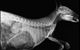Lennox Head Vet Clinic - thumb 14