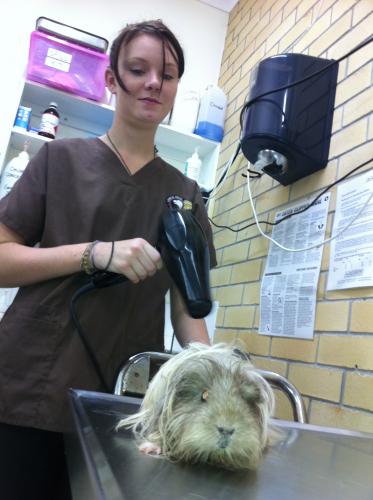 Lennox Head Vet Clinic - Vet Australia 17