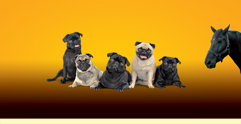 Lismore Central Veterinary Hospital - Vet Australia 1