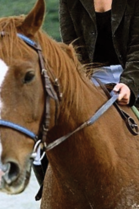 Lismore Central Veterinary Hospital - Vet Australia 2