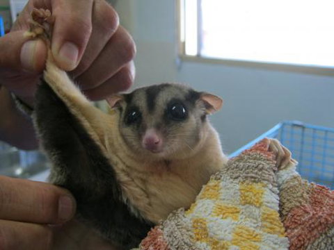 Maryborough Veterinary Surgery - Vet Australia 1