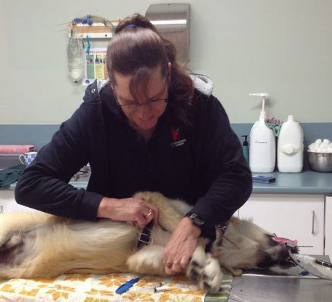 North Bundaberg Vet Surgery Pty Ltd - Vet Australia 1