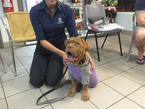 North West Veterinary Clinic - Vet Australia 3