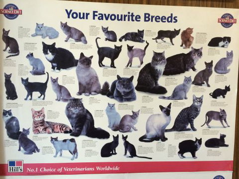 Oak Flats Vet Clinic - Vet Australia 1