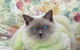 Orchid Valley Veterinary Surgeon - thumb 1
