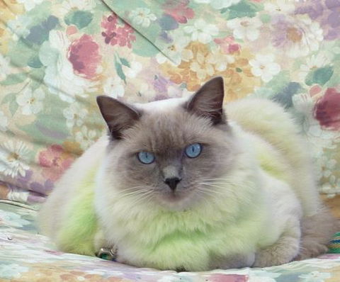 Orchid Valley Veterinary Surgeon - Vet Australia 1