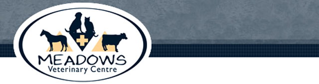 Blackfellows Creek SA Vet Australia