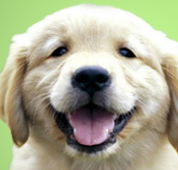 Kirrawee Veterinary Hospital - Vet Australia