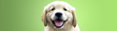 Kirrawee Veterinary Hospital - Vet Australia 0