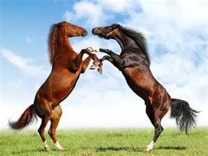 Capricorn Vet Surgery - Vet Australia 0