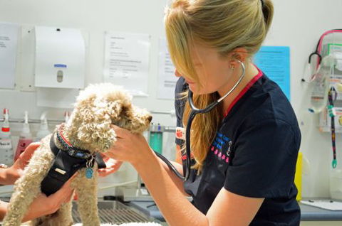 Walker Street Veterinary Surgery - Vet Australia 0