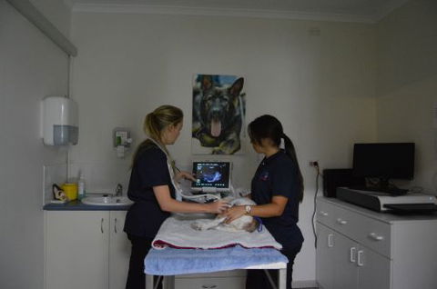 Walker Street Veterinary Surgery - Vet Australia 2