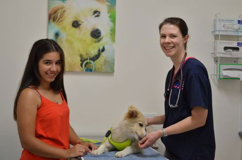 Walker Street Veterinary Surgery - Vet Australia 3