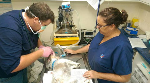 Proserpine Vet Surgery - Vet Australia 17