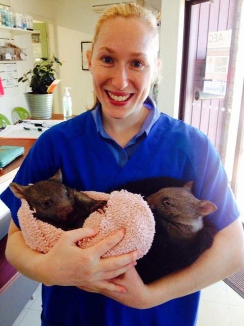 Killarney Vale Veterinary Clinic - Vet Australia 1