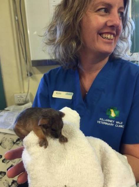 Killarney Vale Veterinary Clinic - Vet Australia 11