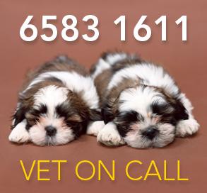 Port Macquarie Veterinary Hospital - Vet Australia 4