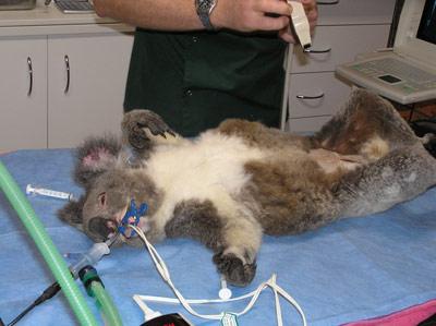 Port Macquarie Veterinary Hospital - Vet Australia 12