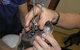 Port Macquarie Veterinary Hospital - thumb 14
