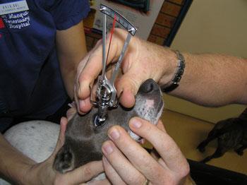 Port Macquarie Veterinary Hospital - Vet Australia 14