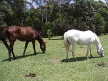 Port Macquarie Veterinary Hospital - Vet Australia 16