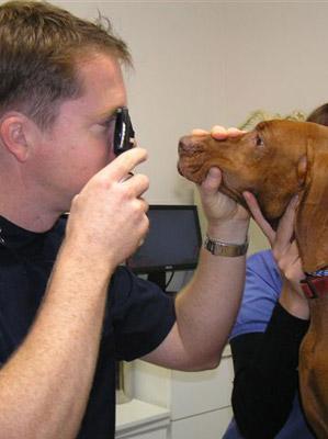 Port Macquarie Veterinary Hospital - Vet Australia 18