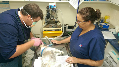Proserpine Vet Surgery - Vet Australia 2