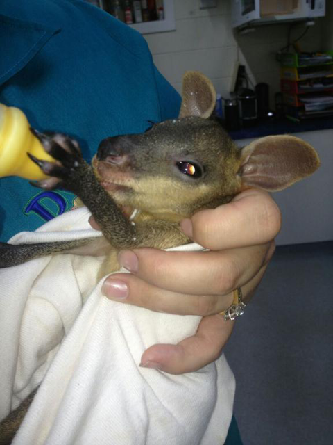 Proserpine Vet Surgery - Vet Australia 4