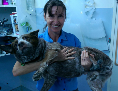 Proserpine Vet Surgery - Vet Australia 5