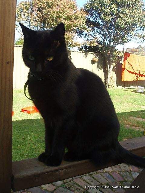 Russell Vale Animal Clinic - Vet Australia 1