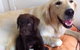 Shoal Bay Veterinary Clinic - thumb 2