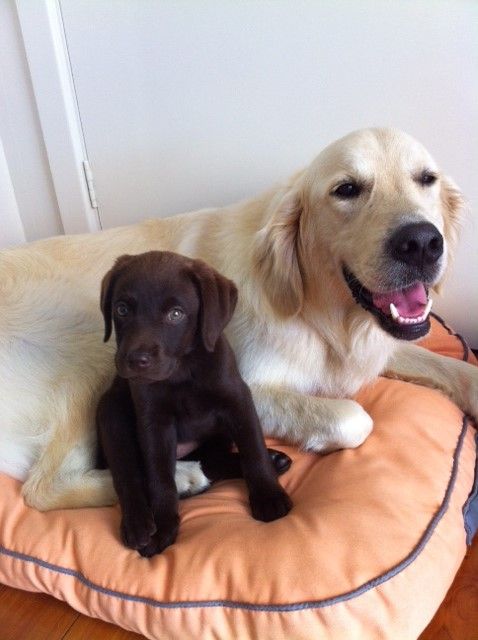 Shoal Bay Veterinary Clinic - Vet Australia 2
