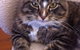 Shoal Bay Veterinary Clinic - thumb 3