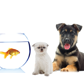 Tarraray Pet Retreat - Vet Australia