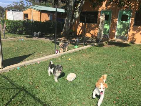 Tarraray Pet Retreat - Vet Australia 4