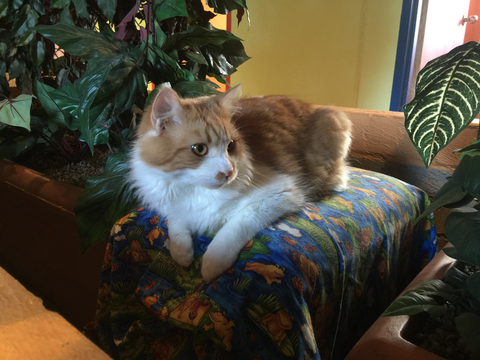 Tarraray Pet Retreat - Vet Australia 5