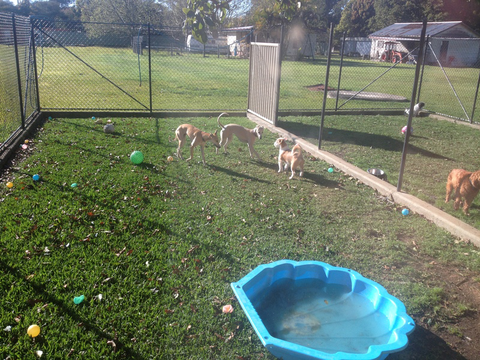 Tarraray Pet Retreat - Vet Australia 6