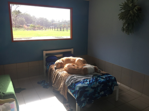 Tarraray Pet Retreat - Vet Australia 7