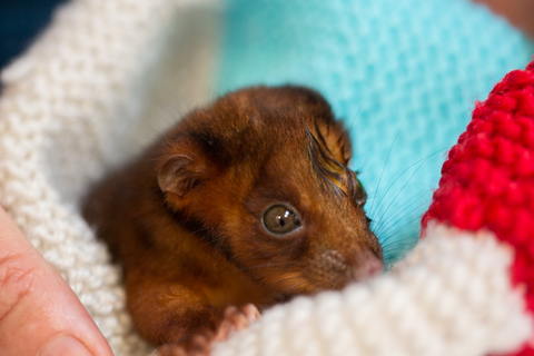 Vitality Vetcare - Vet Australia 8