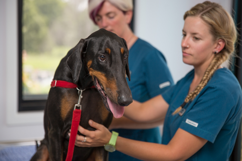 Vitality Vetcare - Vet Australia 11